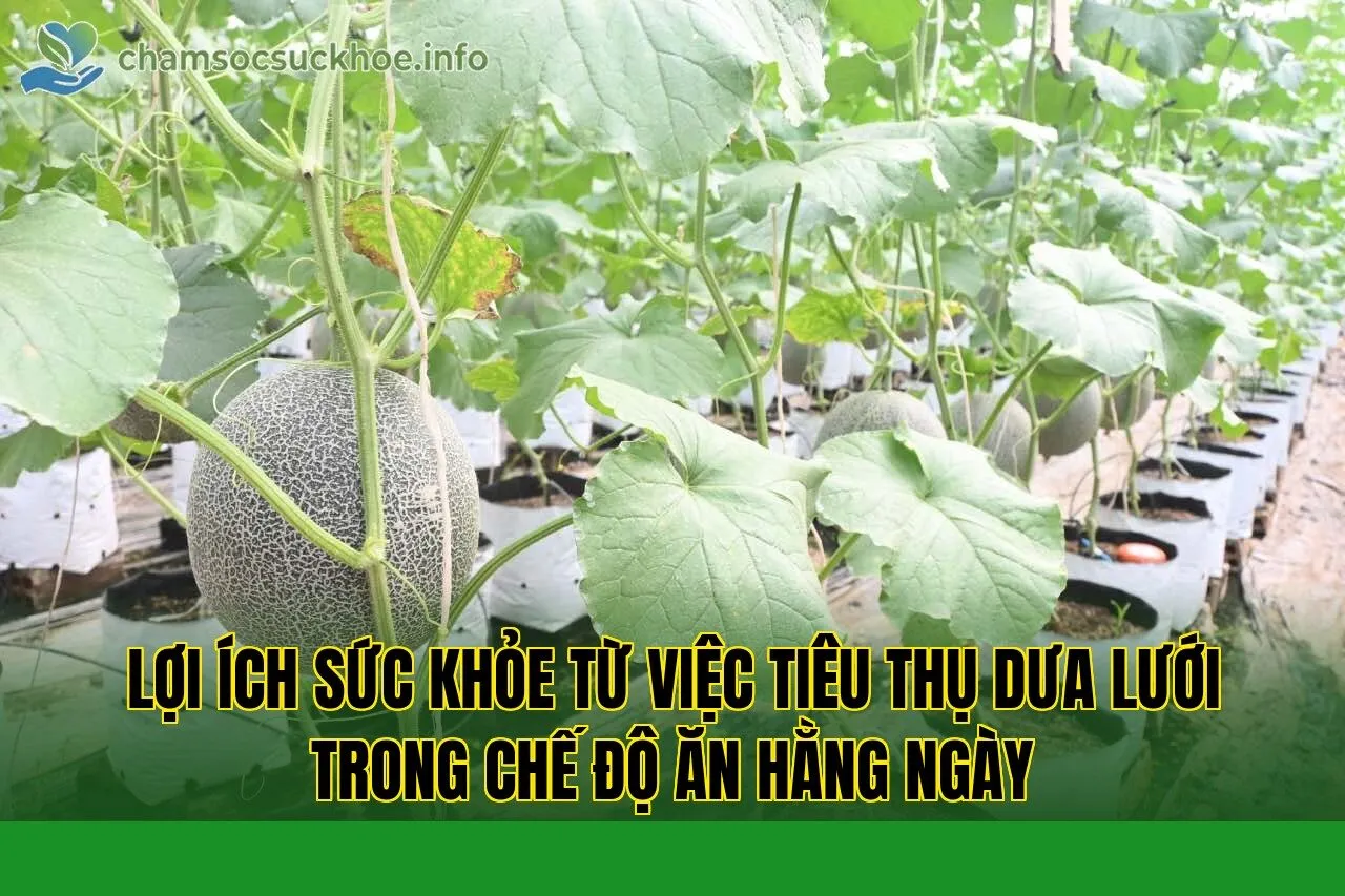 Lợi ích sức khỏe từ việc tiêu thụ dưa lưới trong chế độ ăn hằng ngày