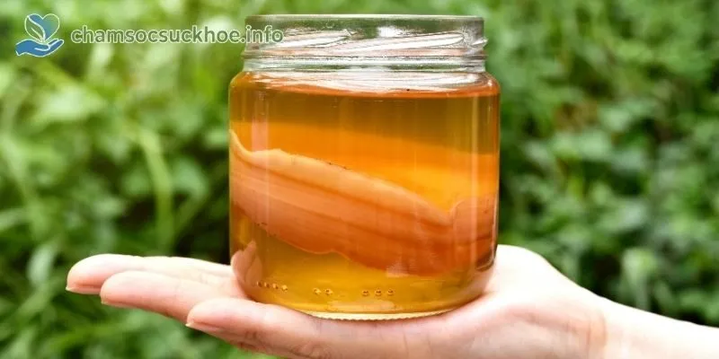 Kombucha hỗ trợ cơ thể hàng ngày qua