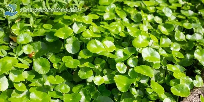 Cách sử dụng rau má hiệu quả