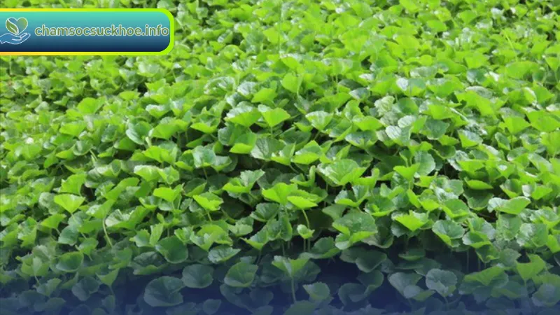 Cách sử dụng rau má để giữ gìn sức khỏe hiệu quả