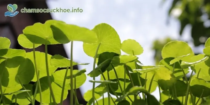 Lưu ý quan trọng khi sử dụng rau má