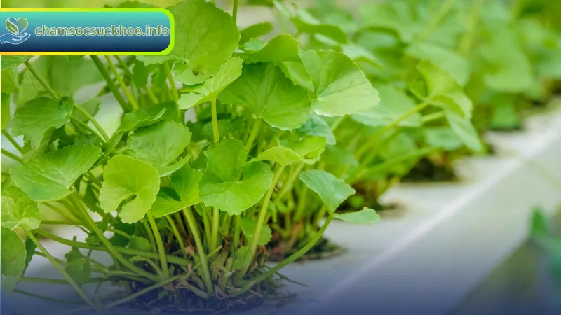 Những lưu ý quan trọng khi sử dụng rau má