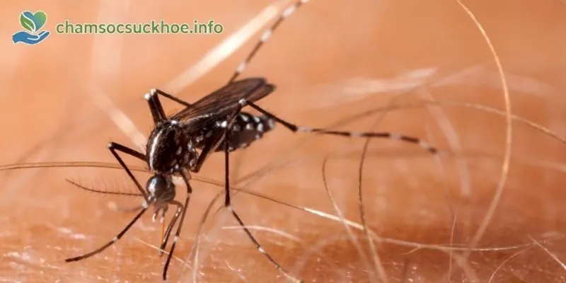 Nguyên nhân và cơ chế lây lan của sốt xuất huyết