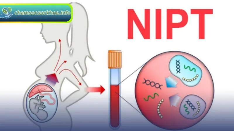 Xét Nghiệm NIPT: Sàng Lọc Trước Sinh An Toàn Chính Xác